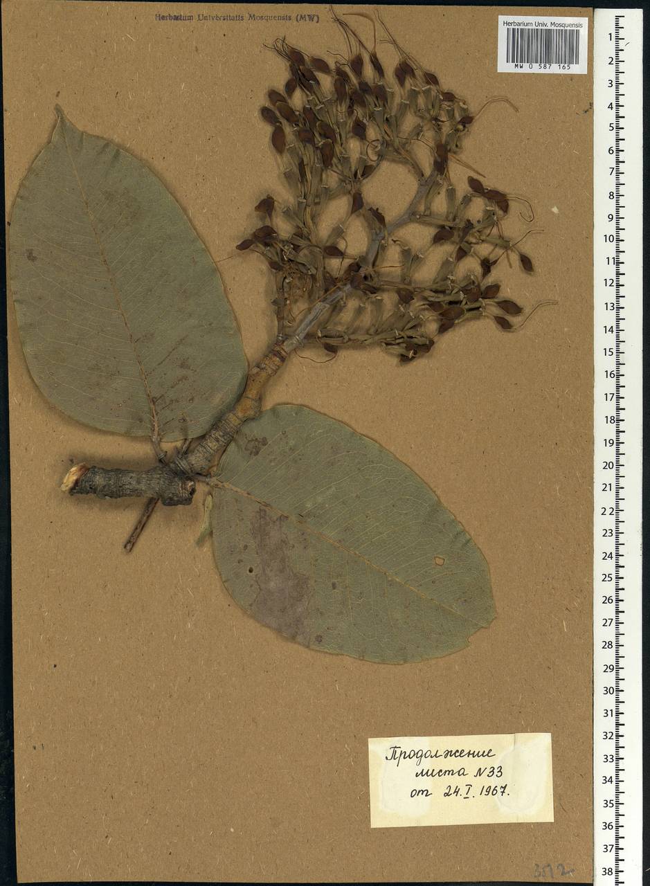 Daniellia oliveri (Rolfe)Hutch. & Dalziel, Africa (AFR) (Mali)