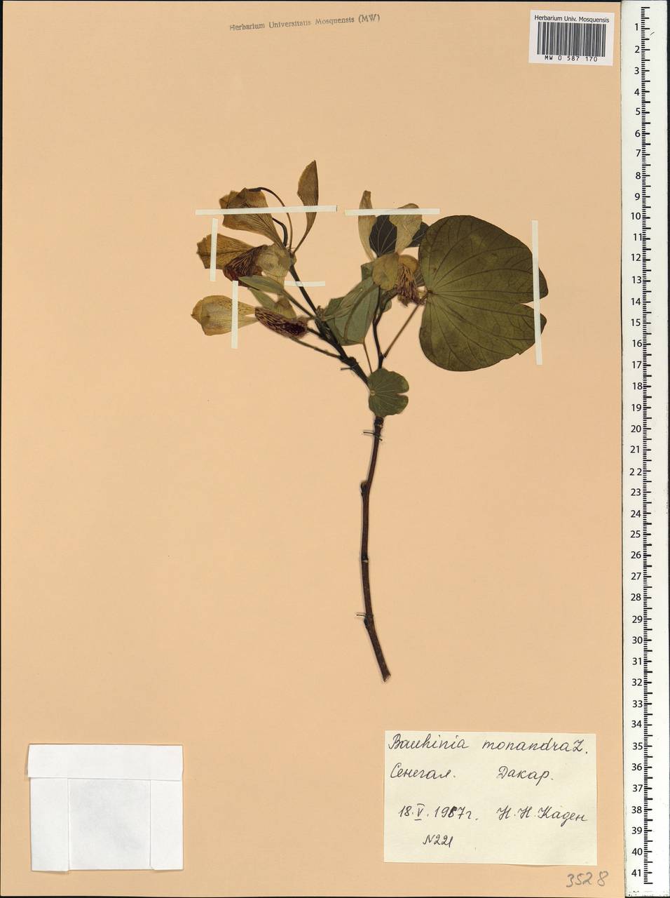 Bauhinia monandra Kurz, Africa (AFR) (Senegal)