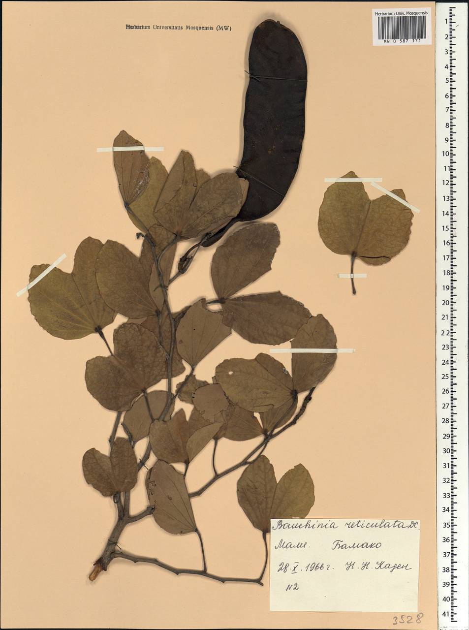 Bauhinia reticulata DC., Africa (AFR) (Mali)