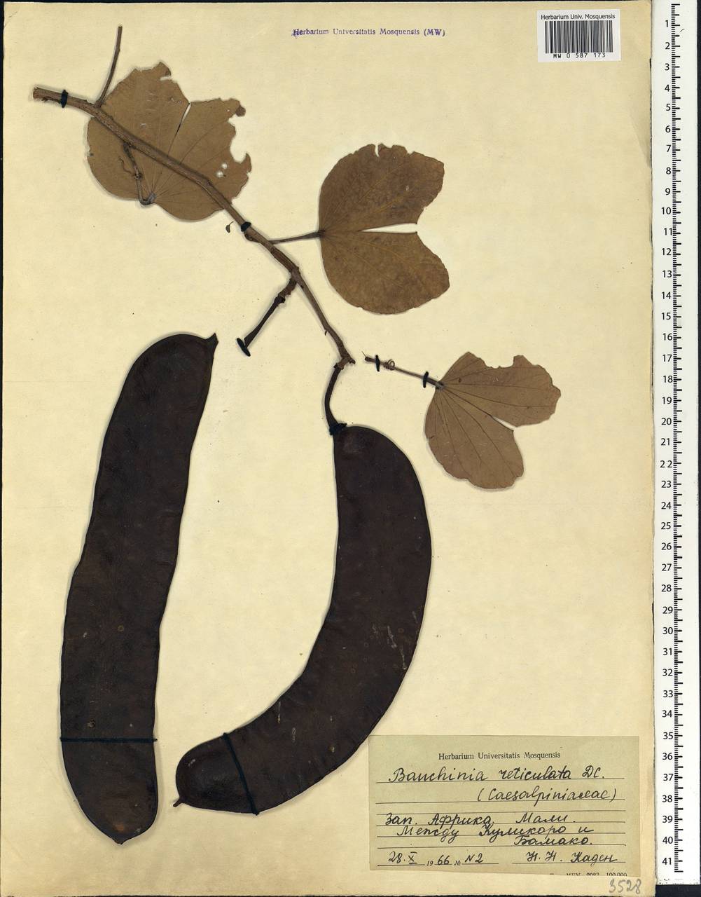 Bauhinia reticulata DC., Africa (AFR) (Mali)