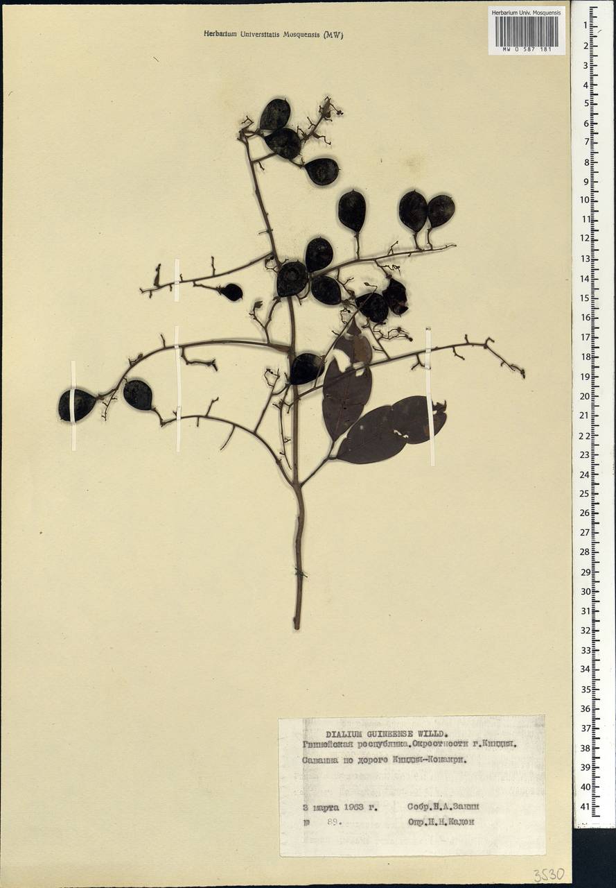 Dialium guineense Willd., Africa (AFR) (Guinea)