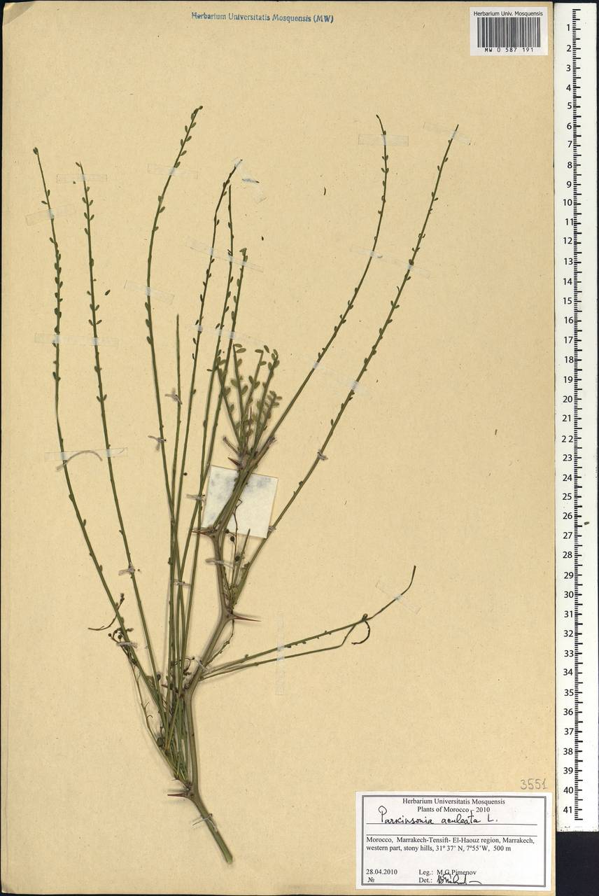Parkinsonia aculeata L., Africa (AFR) (Morocco)