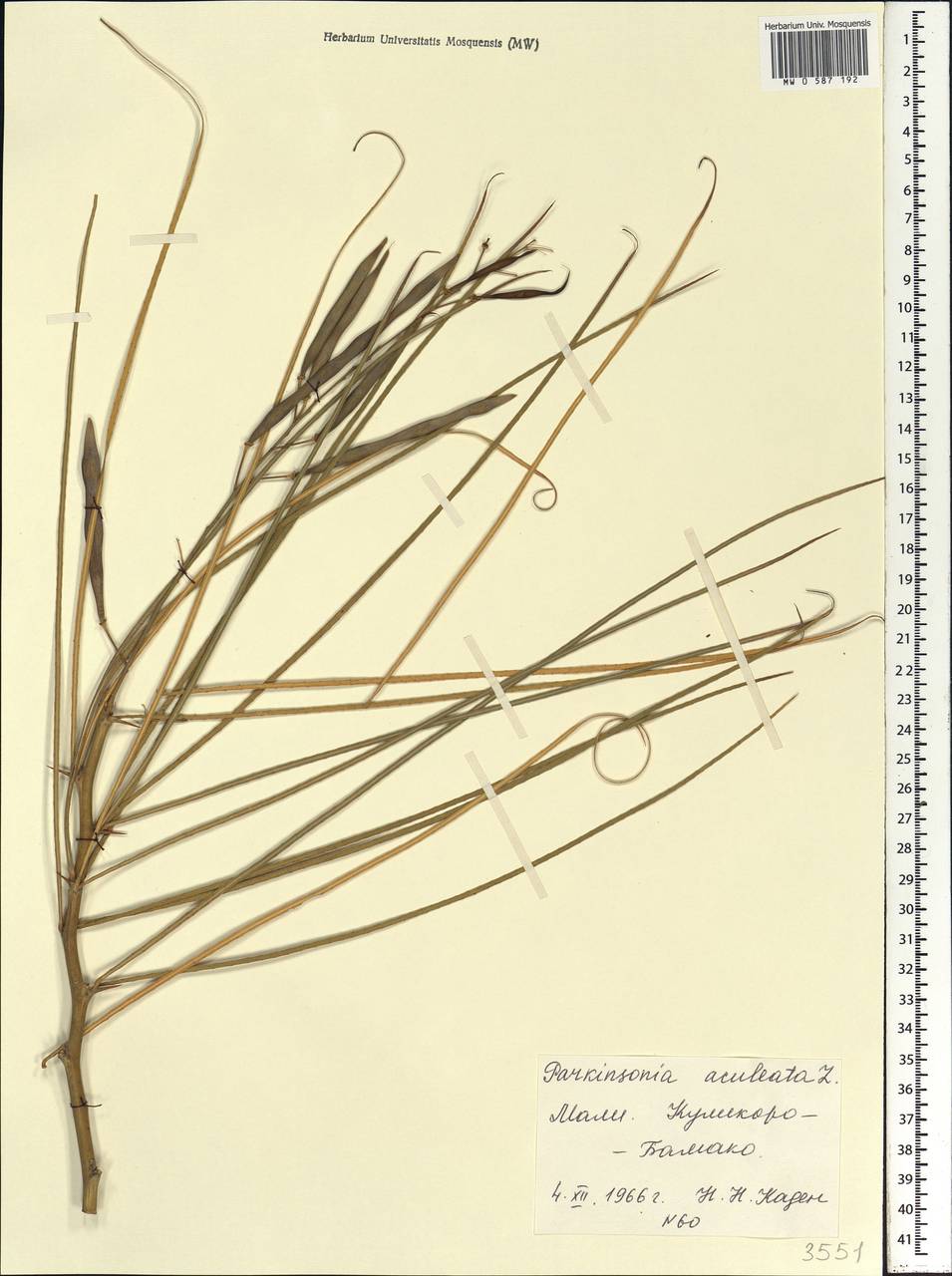 Parkinsonia aculeata L., Africa (AFR) (Mali)