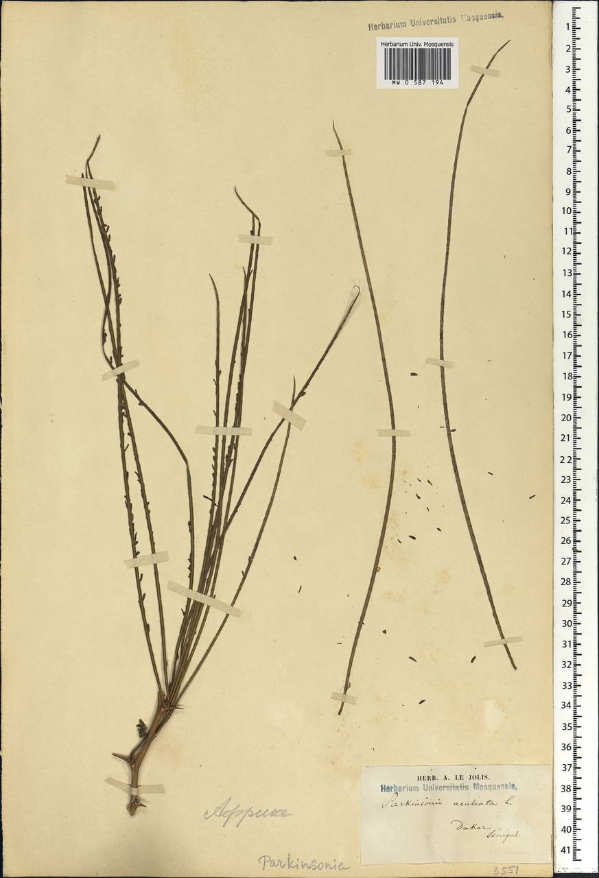 Parkinsonia aculeata L., Africa (AFR) (Senegal)