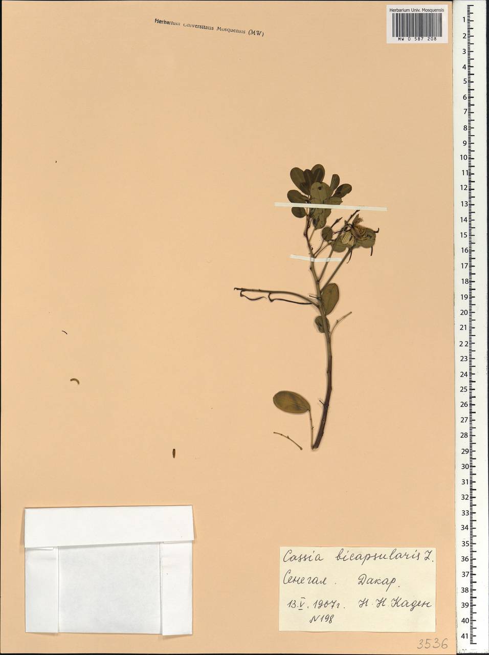 Senna bicapsularis (L.)Roxb., Africa (AFR) (Senegal)