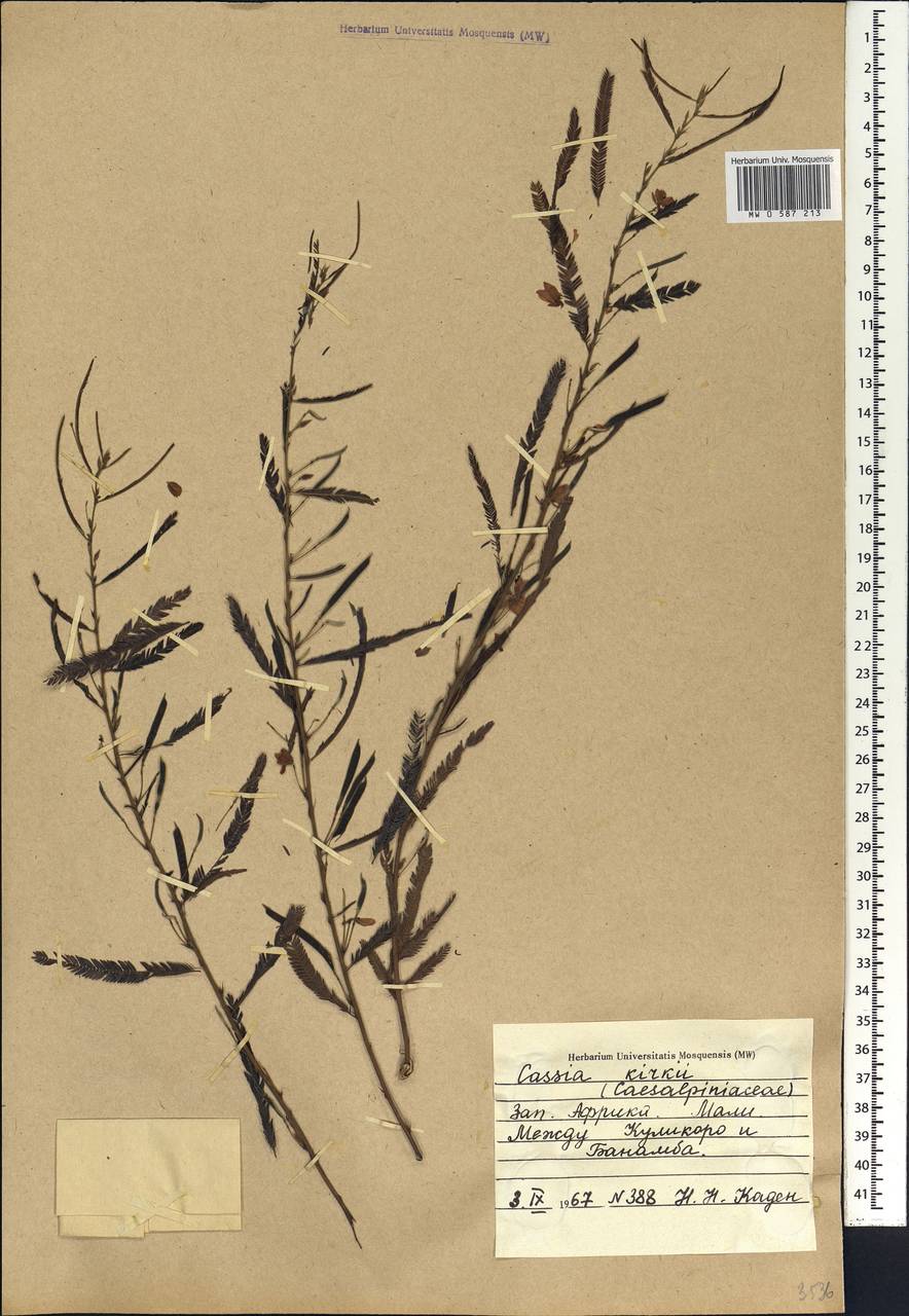 Chamaecrista kirkii (Oliv.)Standl., Africa (AFR) (Mali)