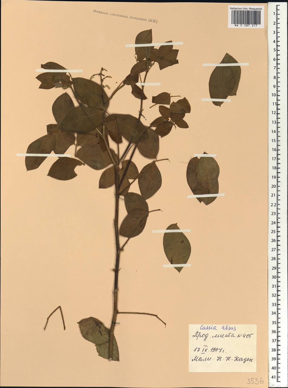 Chamaecrista absus (L.)H.S.Irwin & Barneby, Africa (AFR) (Mali)