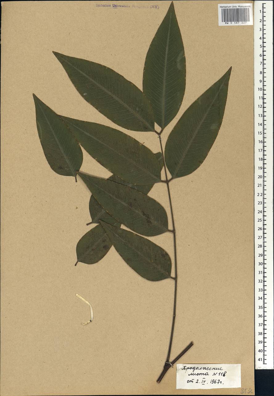 Cassia fistula L., Africa (AFR) (Mali)