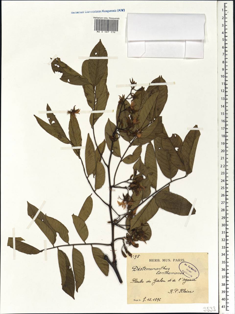 Distemonanthus benthamianus Baill., Africa (AFR)