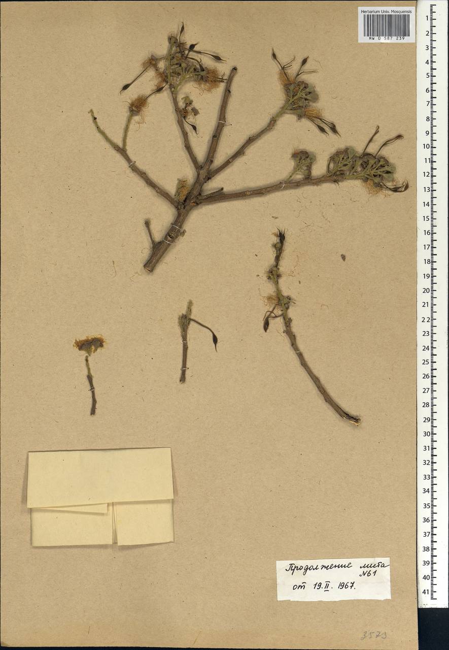 Cordyla pinnata (A.Rich.)Milne-Redh., Africa (AFR) (Mali)