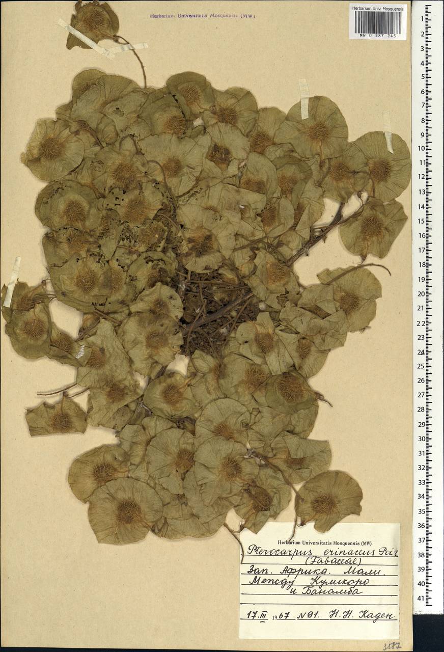 Pterocarpus lucens Guill. & Perr., Africa (AFR) (Mali)