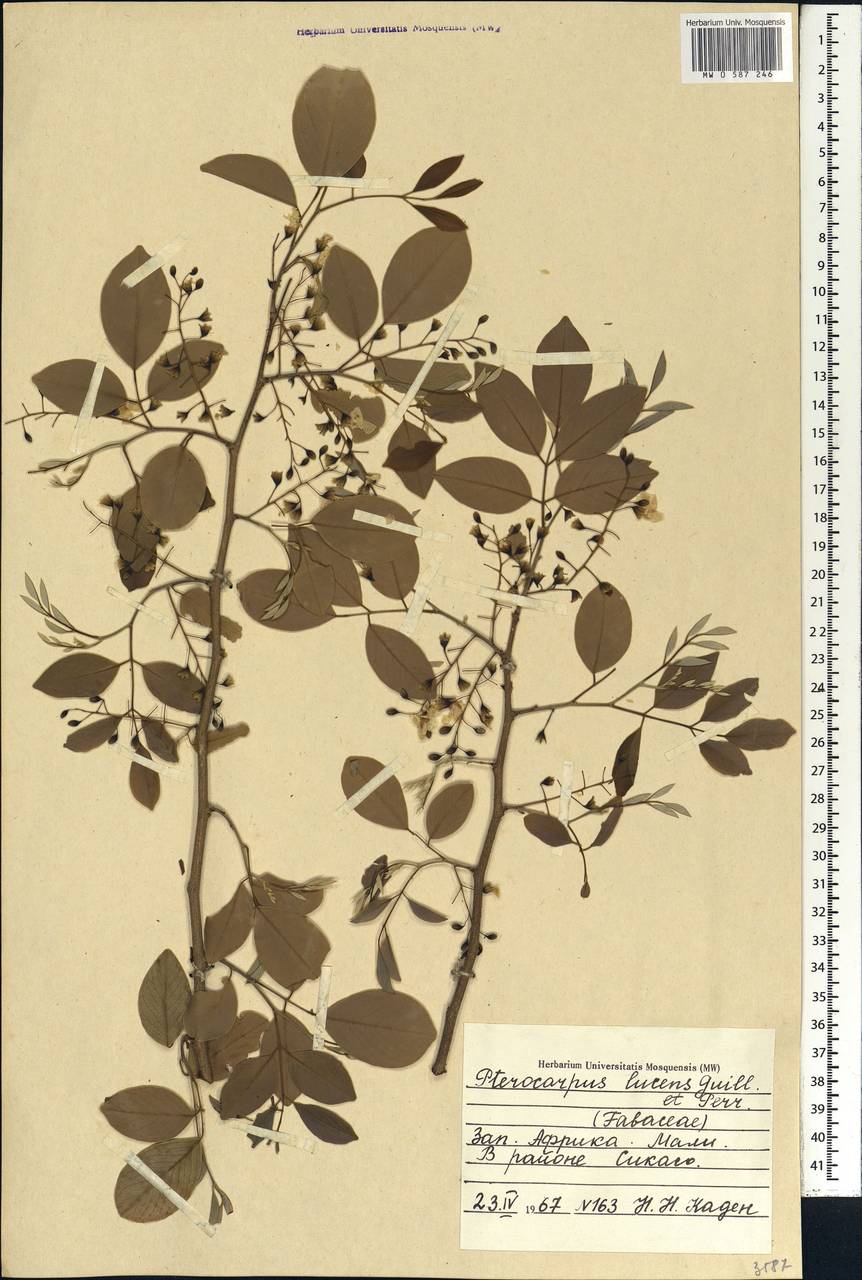 Pterocarpus lucens Guill. & Perr., Africa (AFR) (Mali)