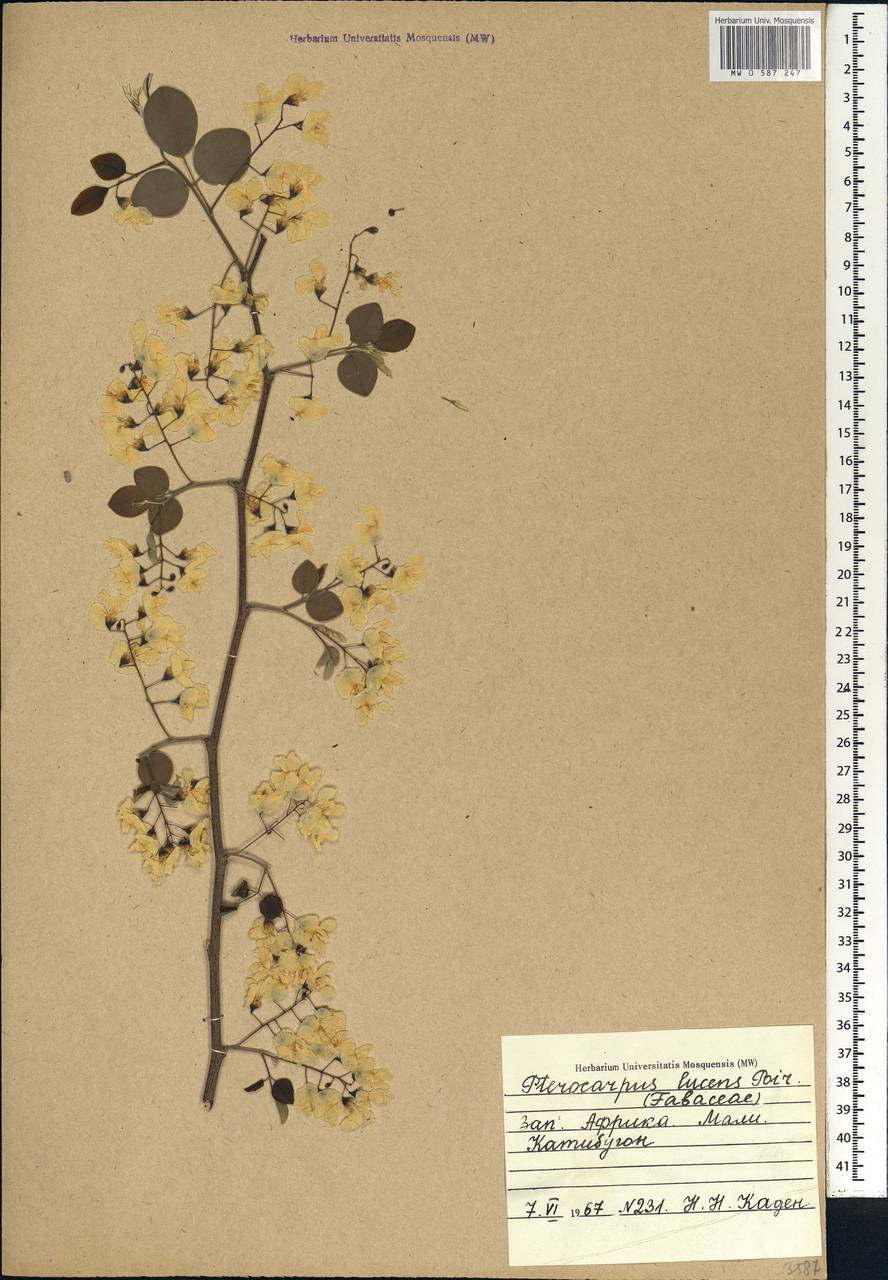 Pterocarpus lucens Guill. & Perr., Africa (AFR) (Mali)