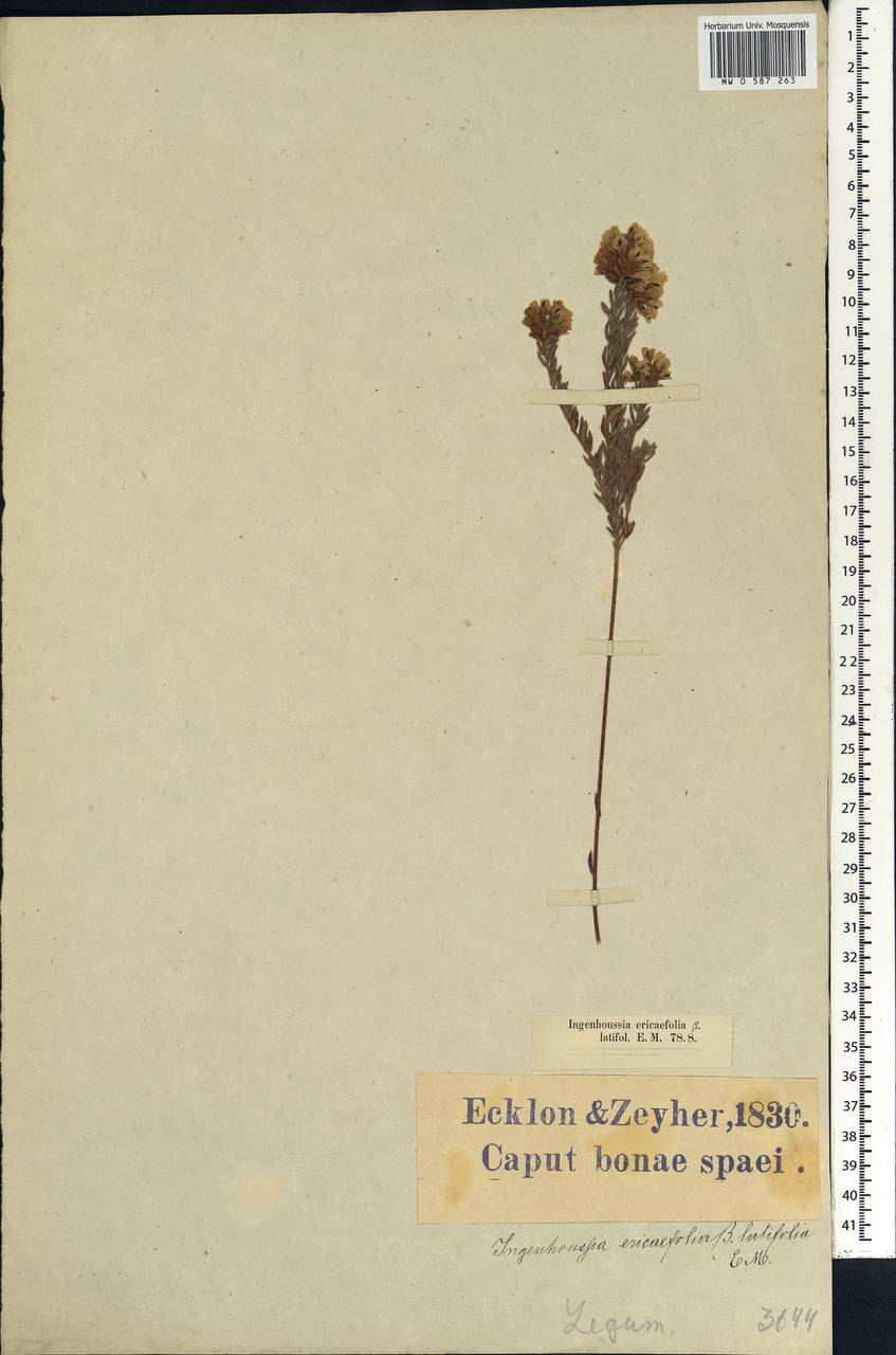 Amphithalea ericifolia (L.)Eckl. & Zeyh., Africa (AFR) (South Africa)