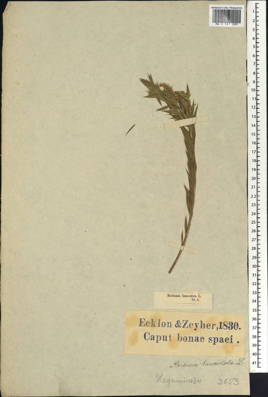 Aspalathus angustifolia (Lam.)R.Dahlgren, Africa (AFR) (South Africa)