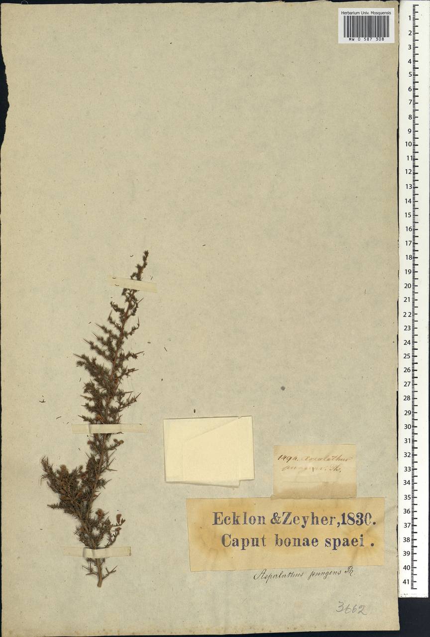 Aspalathus acuminata subsp. pungens (Thunb.)R.Dahlgren, Africa (AFR) (South Africa)