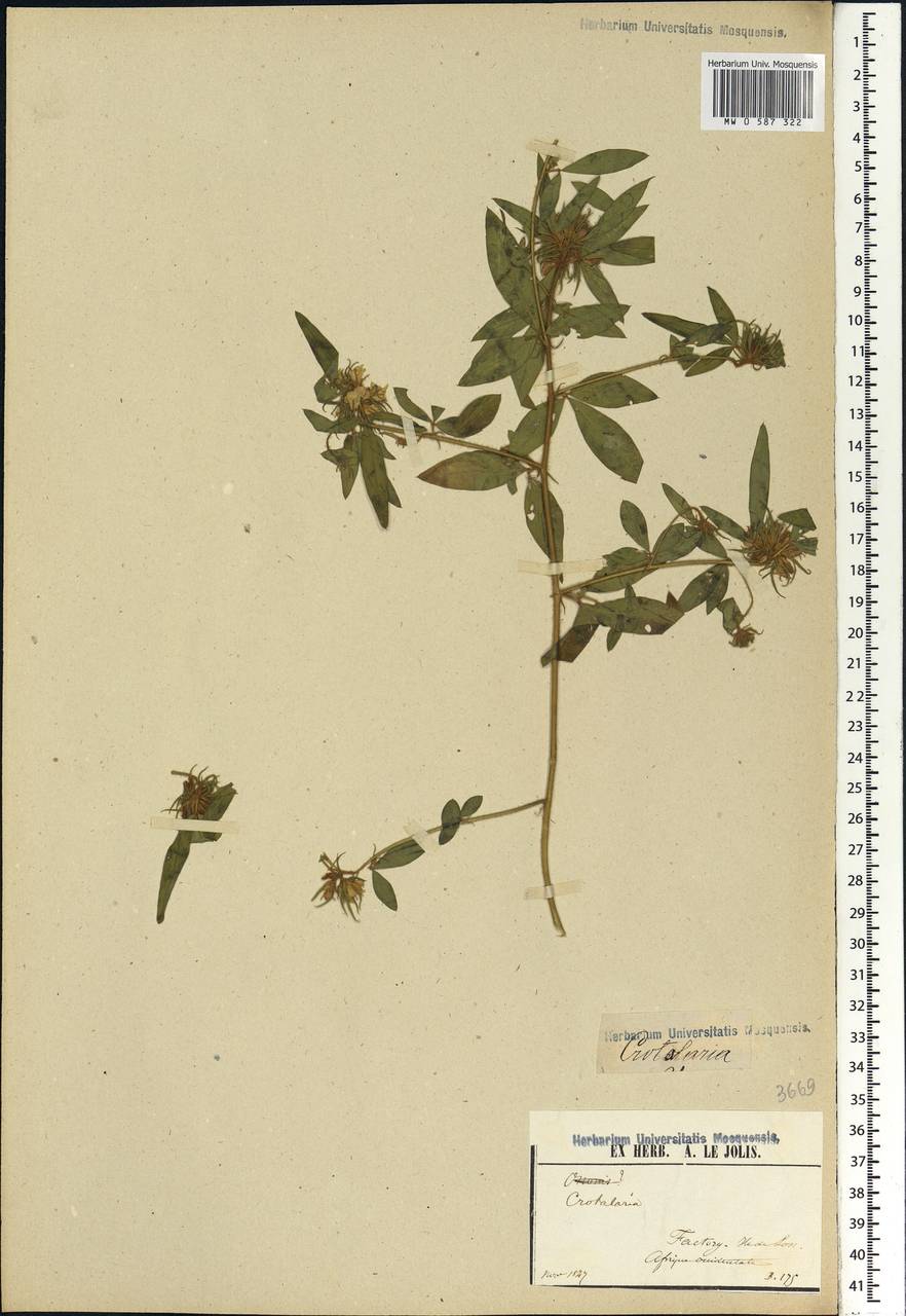 Crotalaria, Africa (AFR) (Guinea)