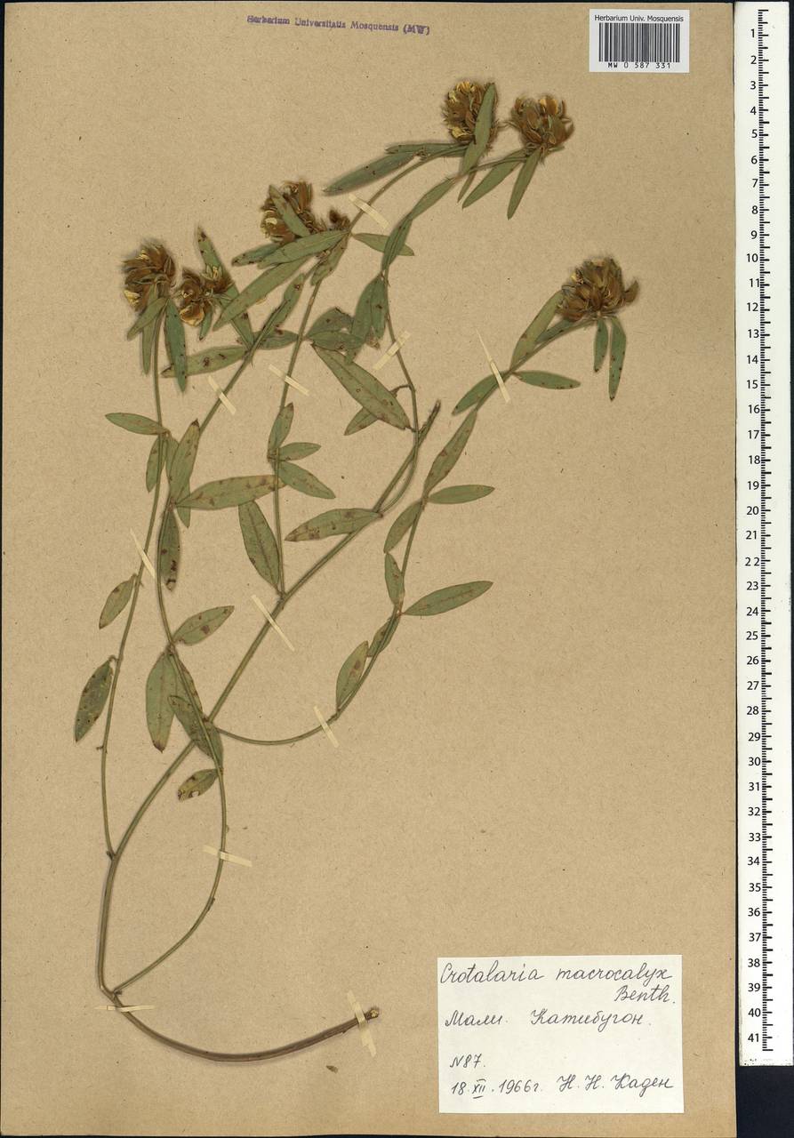 Crotalaria macrocalyx Benth., Africa (AFR) (Mali)