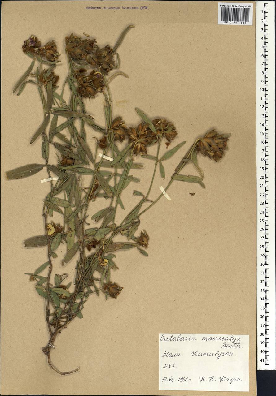 Crotalaria macrocalyx Benth., Africa (AFR) (Mali)