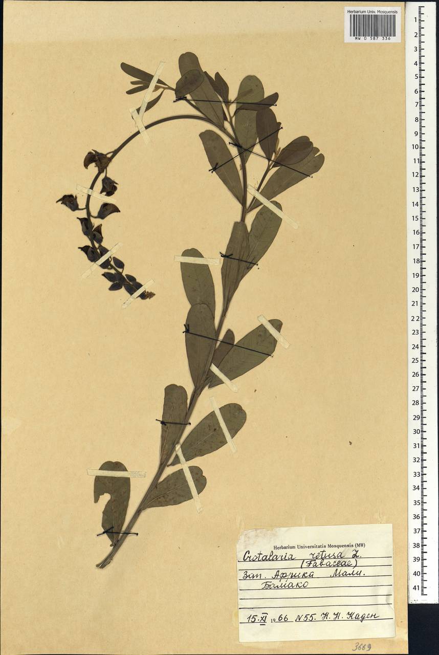 Crotalaria retusa L., Africa (AFR) (Mali)