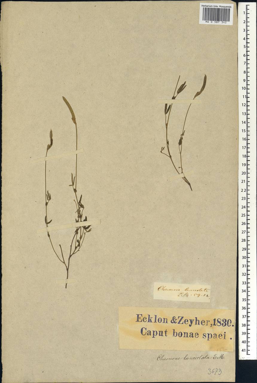 Argyrolobium lanceolatum Eckl. & Zeyh., Africa (AFR) (South Africa)