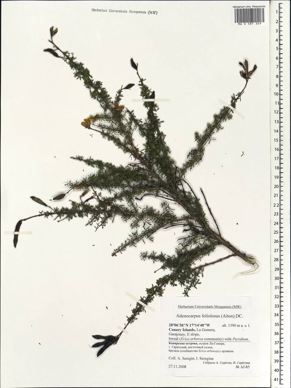 Adenocarpus foliolosus (Aiton)DC., Africa (AFR) (Spain)