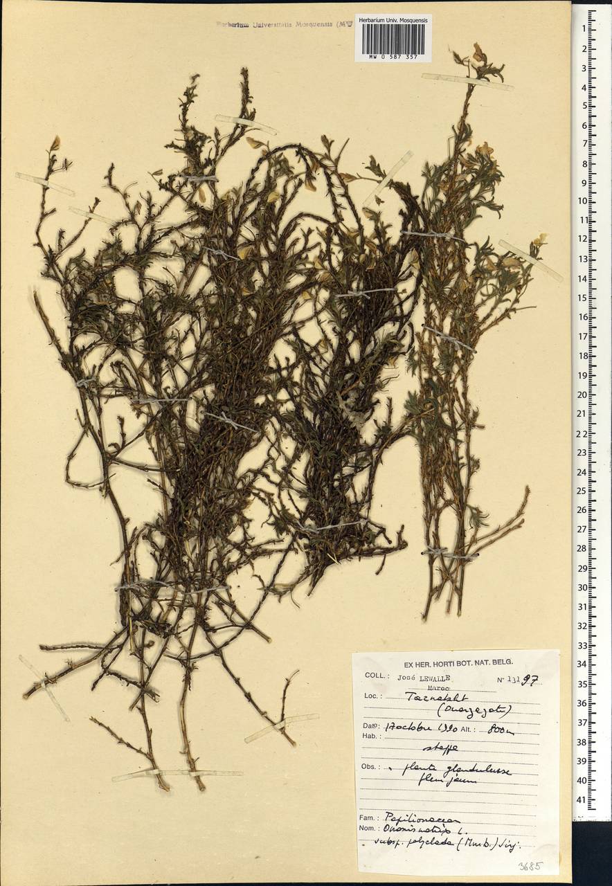 Ononis natrix subsp. polyclada (Murb.)Sirj., Africa (AFR) (Morocco)