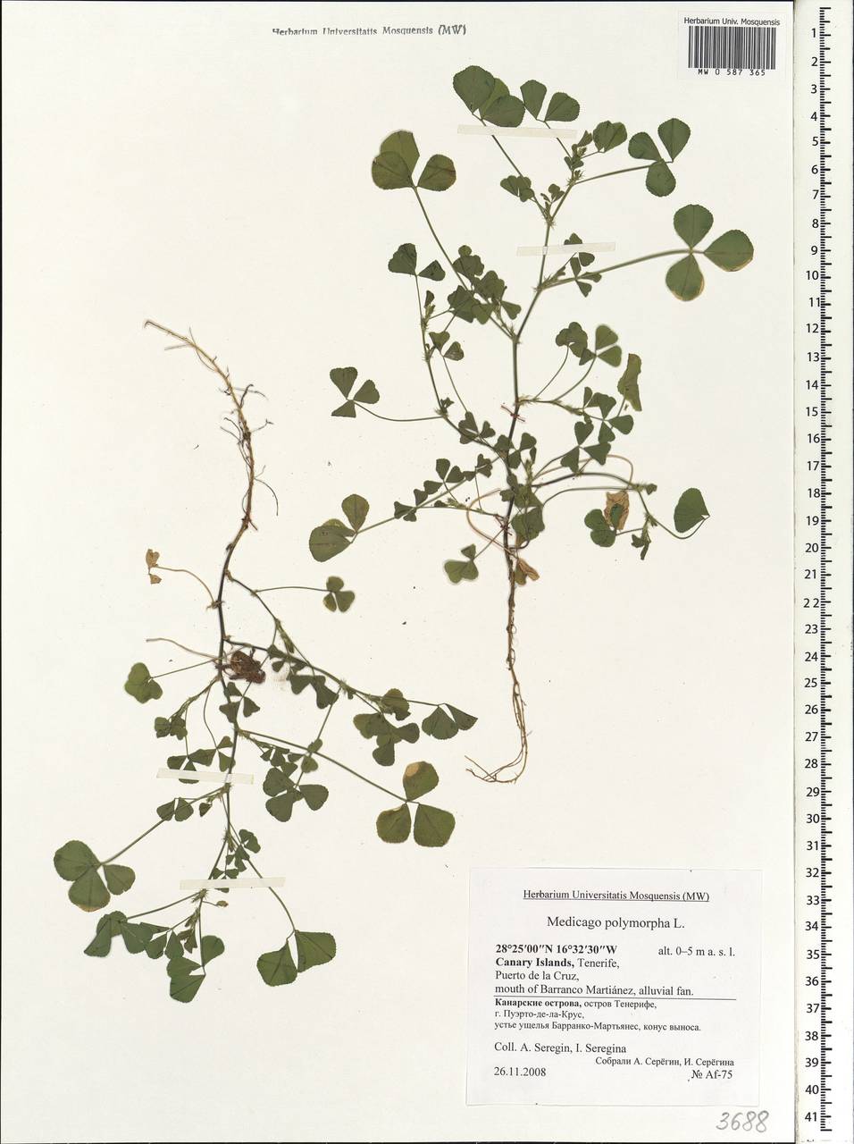 Medicago polymorpha L., Africa (AFR) (Spain)