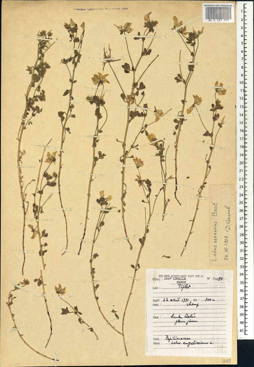 Lotus arenarius Brot., Africa (AFR) (Morocco)