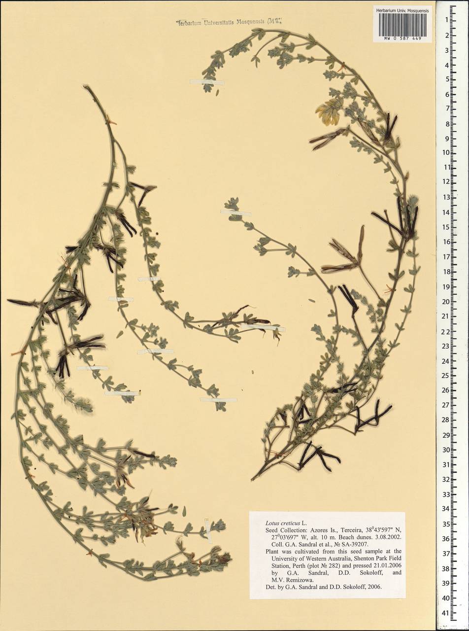 Lotus creticus L., Africa (AFR) (Portugal)