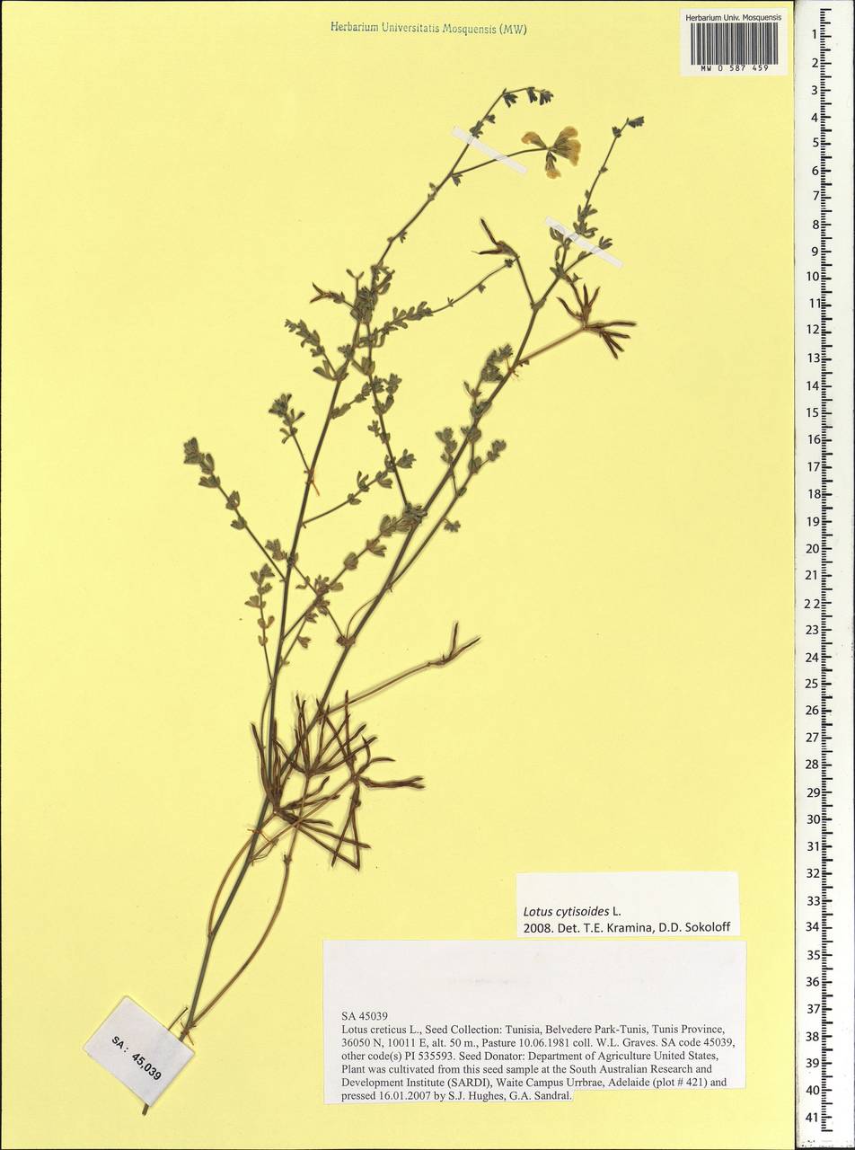 Lotus cytisoides L., Africa (AFR) (Tunisia)
