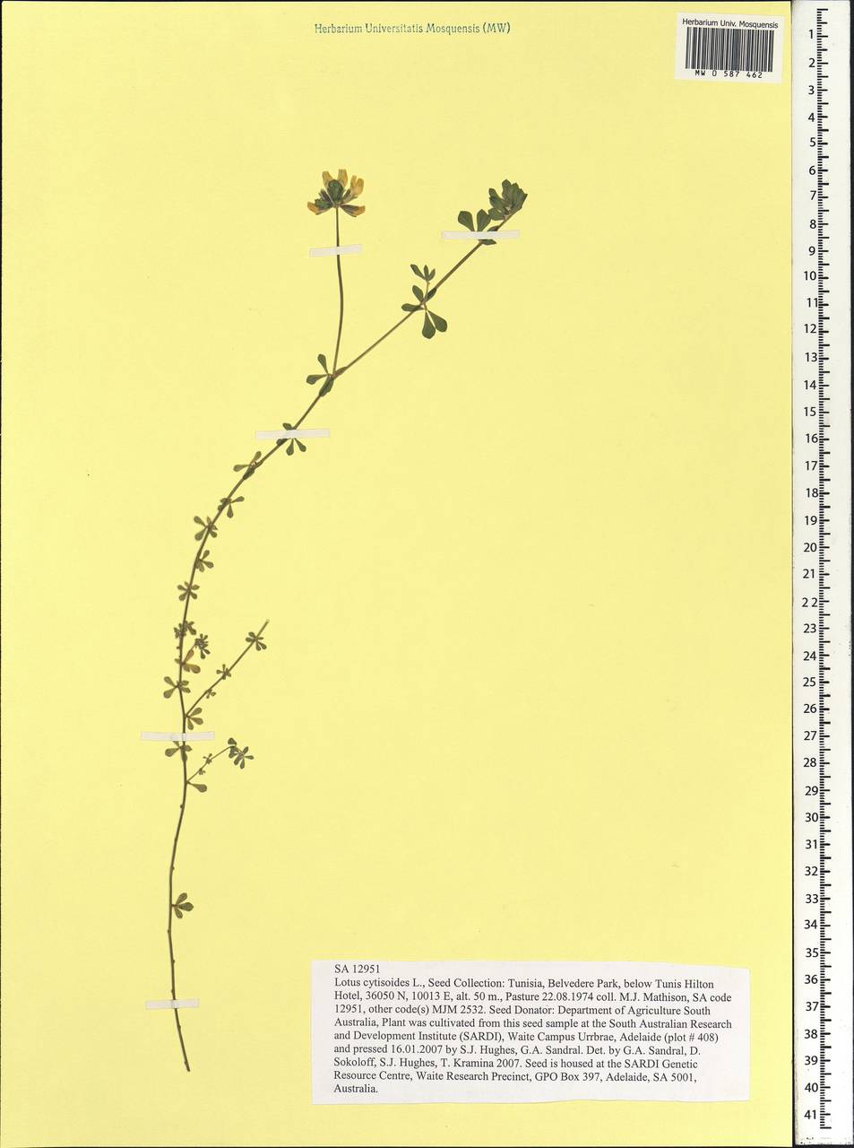 Lotus cytisoides L., Africa (AFR) (Tunisia)