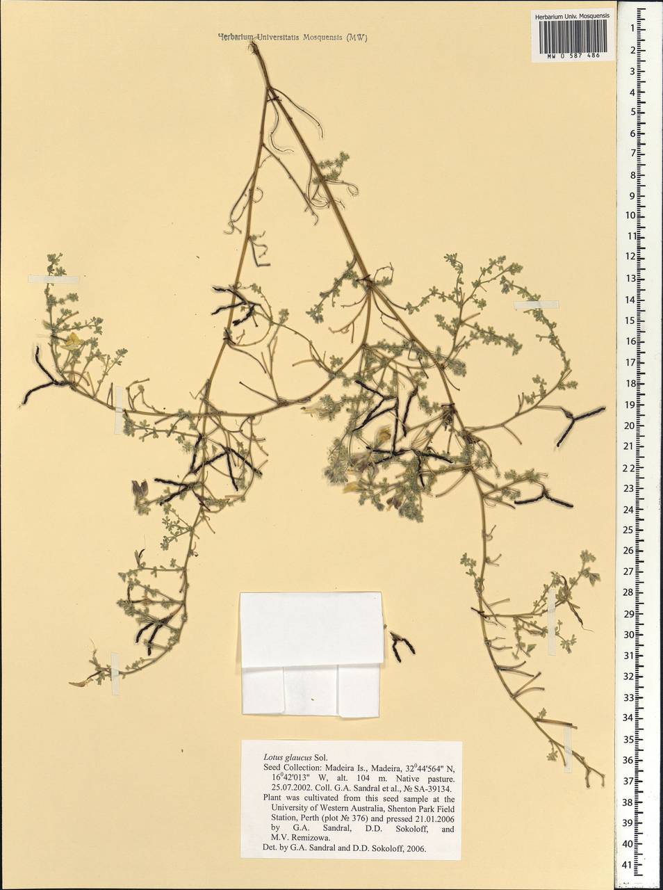 Lotus glaucus Sol., Africa (AFR) (Portugal)