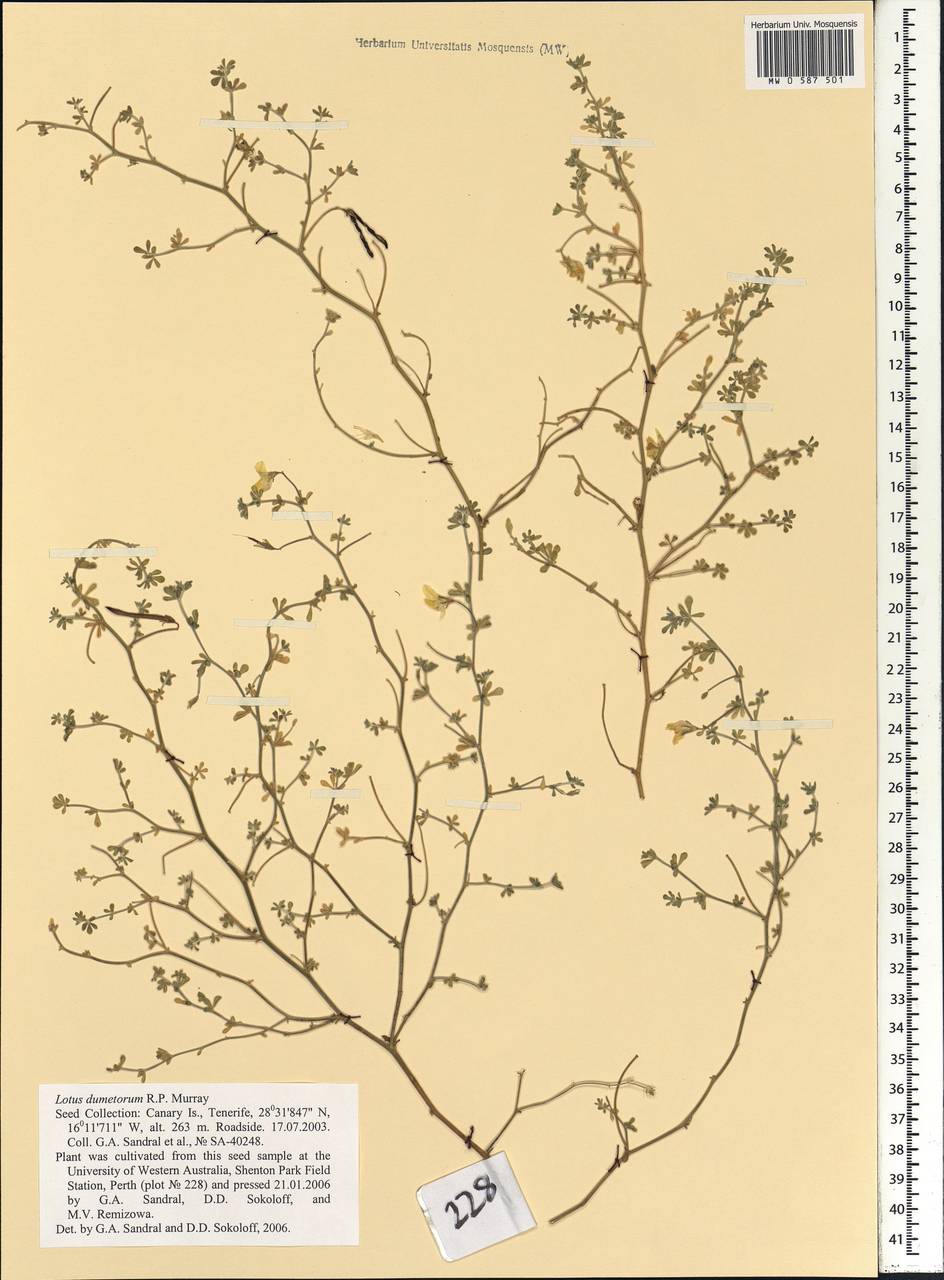 Lotus dumetorum R.P.Murray, Africa (AFR) (Spain)