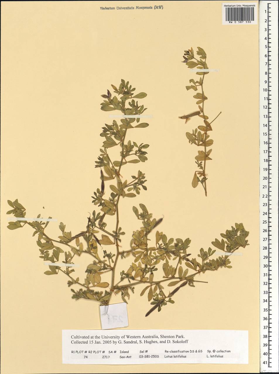 Lotus latifolius Brand, Africa (AFR) (Cape Verde)