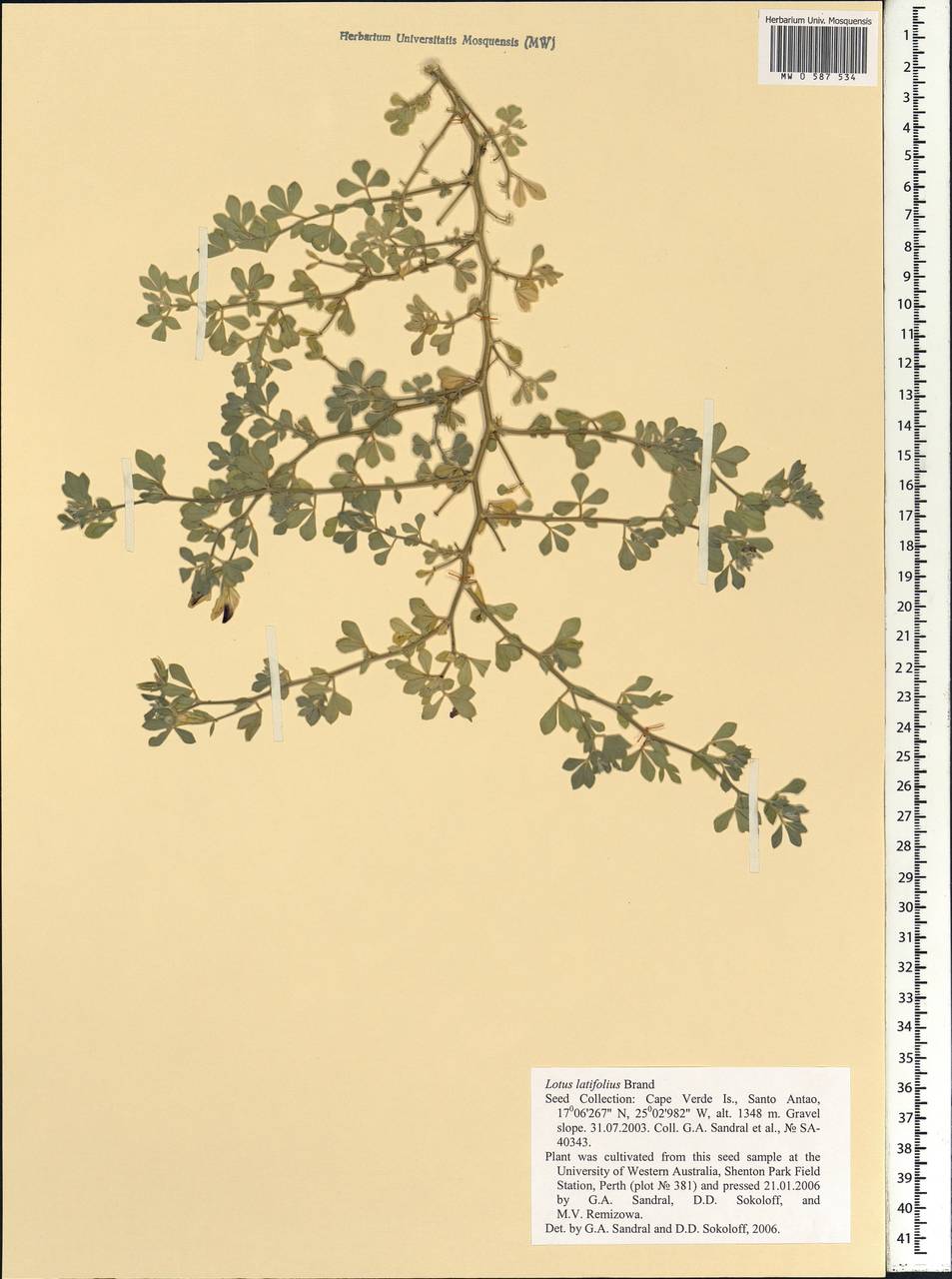 Lotus latifolius Brand, Africa (AFR) (Cape Verde)