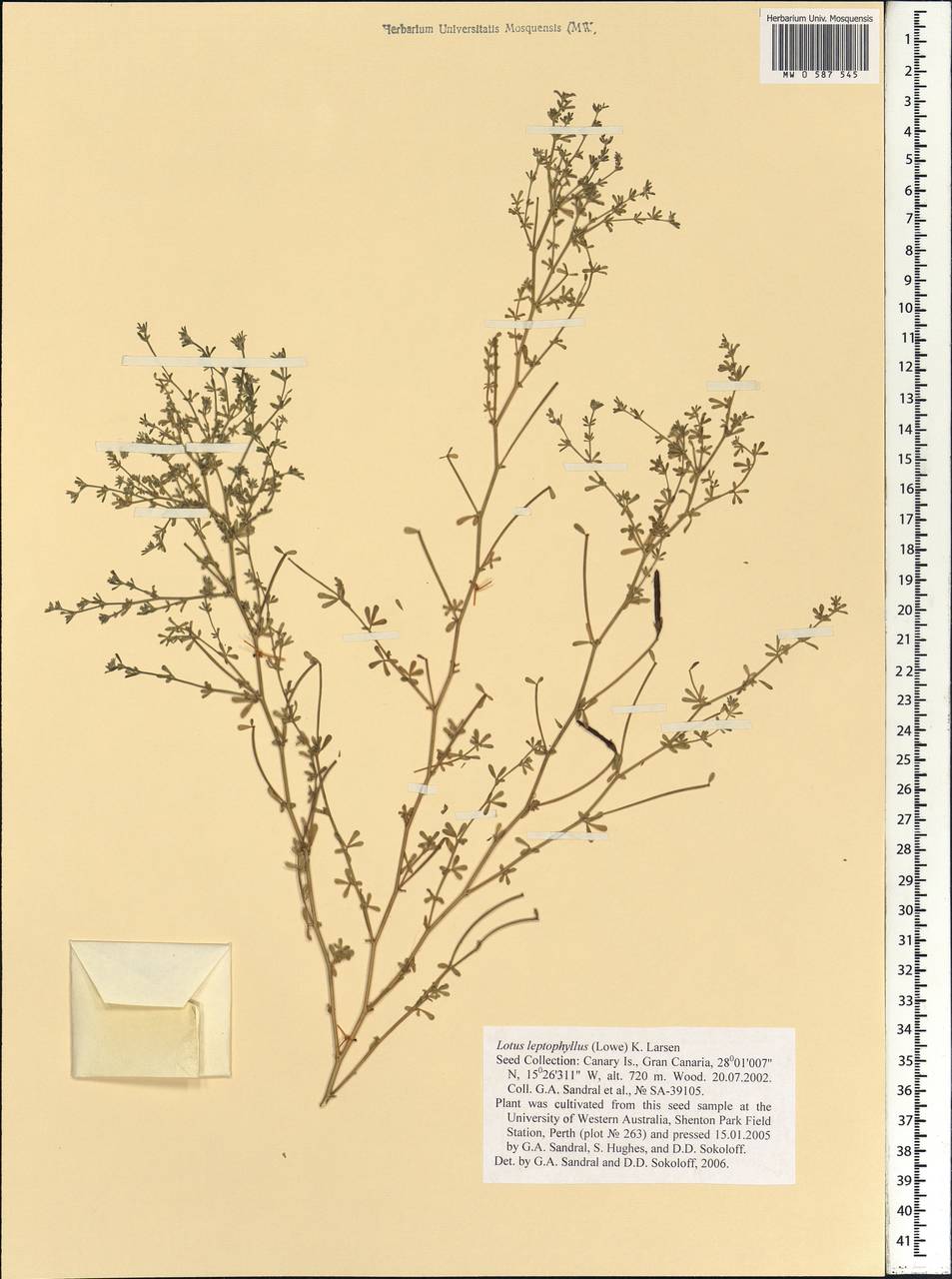 Lotus tenellus (Lowe) Sandral, A.Santos & D.D.Sokoloff, Africa (AFR) (Spain)
