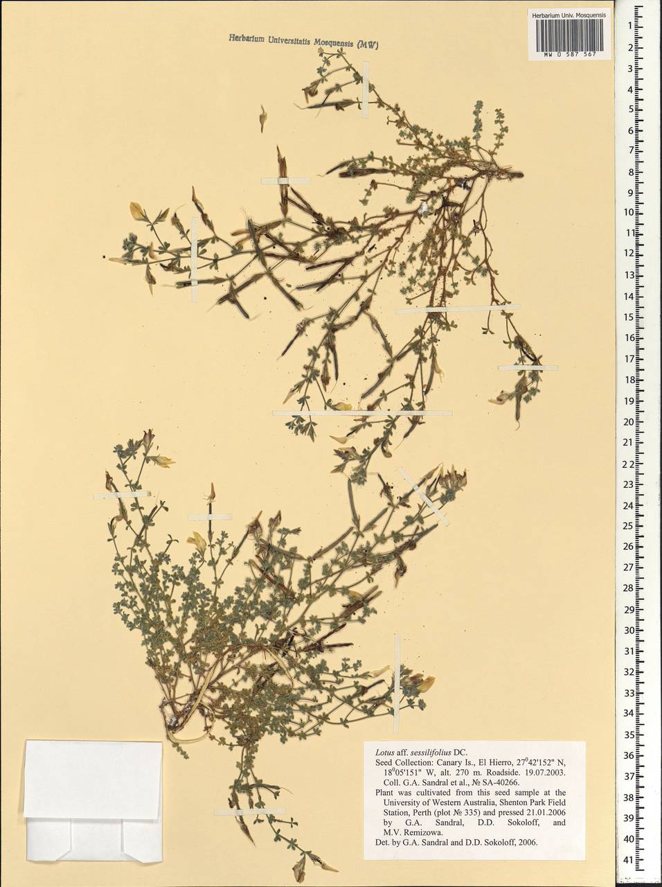 Lotus sessilifolius DC., Africa (AFR) (Spain)