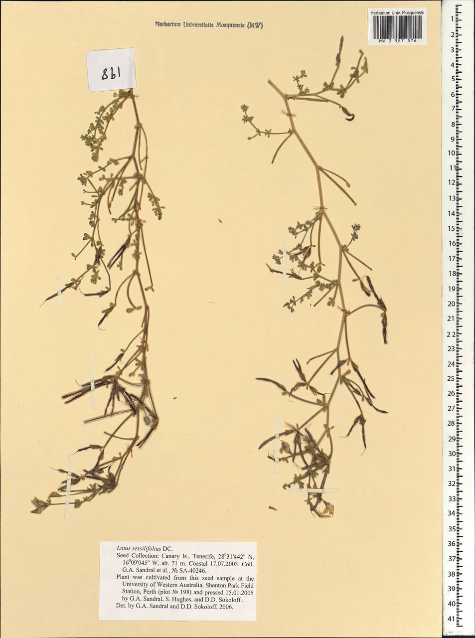 Lotus sessilifolius DC., Africa (AFR) (Spain)