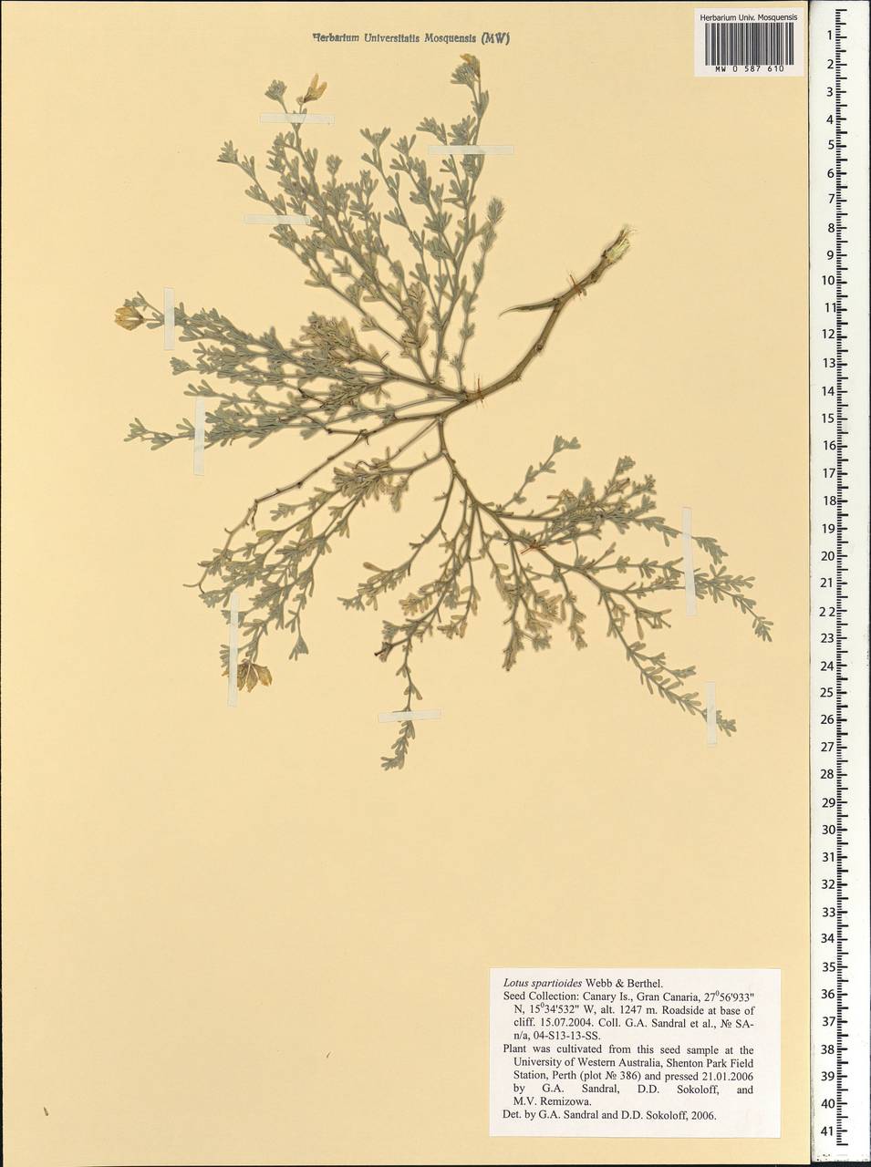 Lotus spartioides Webb & Berthel., Africa (AFR) (Spain)