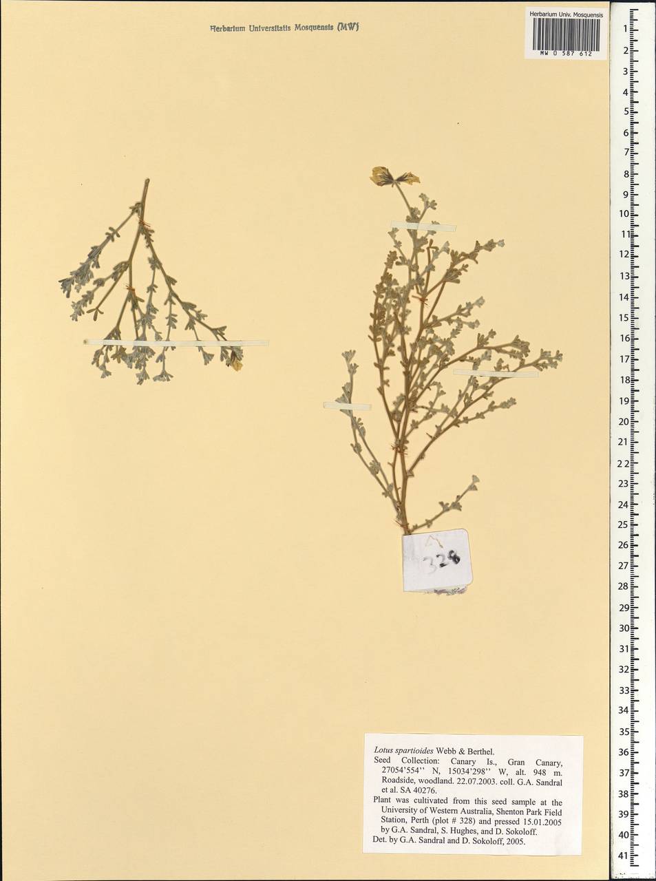 Lotus spartioides Webb & Berthel., Africa (AFR) (Spain)