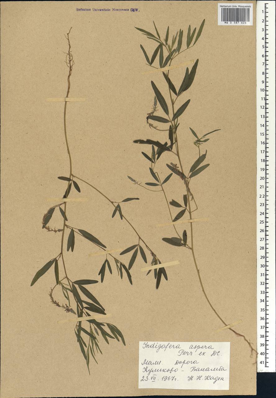 Indigofera aspera DC., Africa (AFR) (Mali)