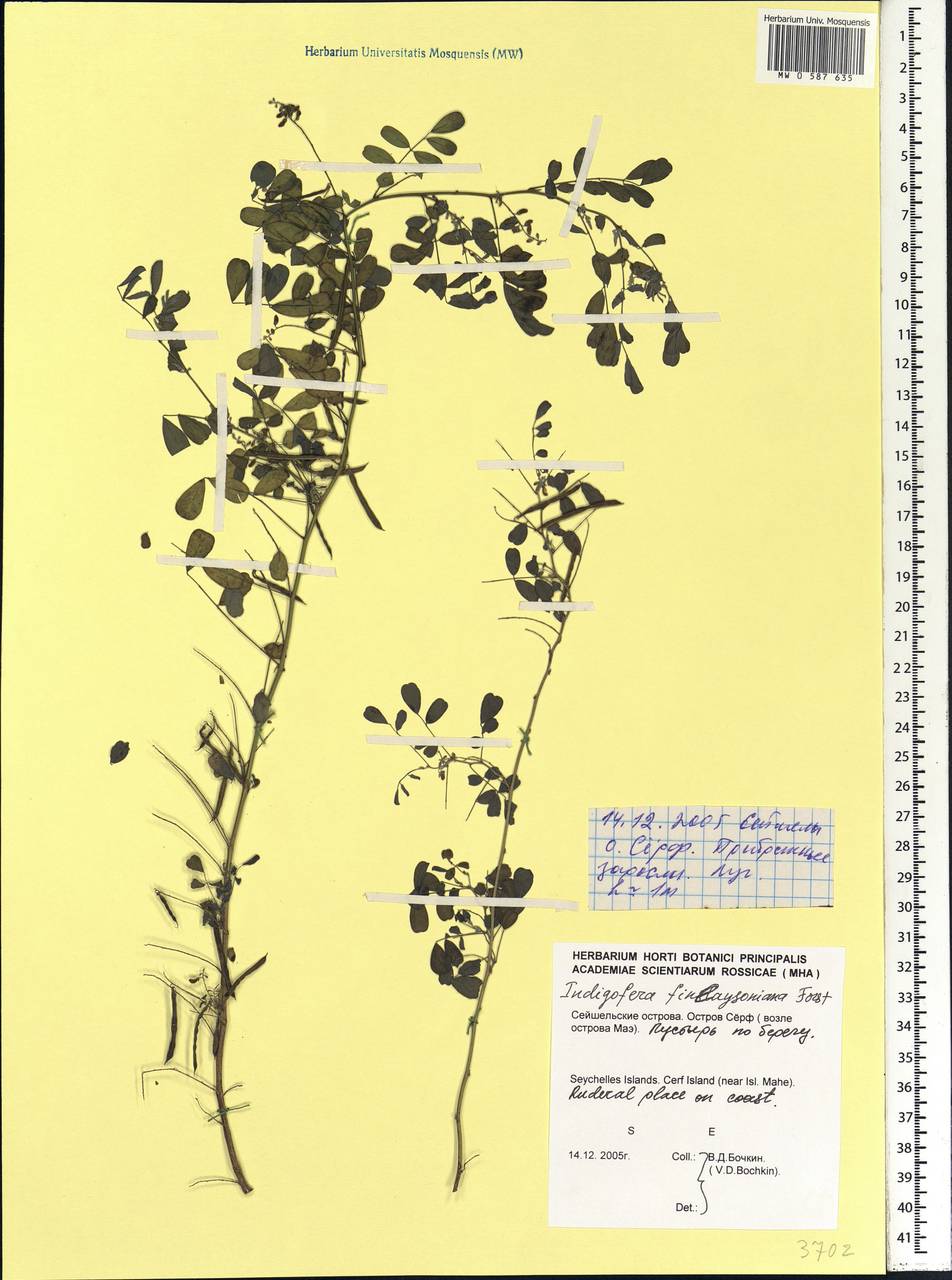 Indigofera galegoides DC., Africa (AFR) (Seychelles)