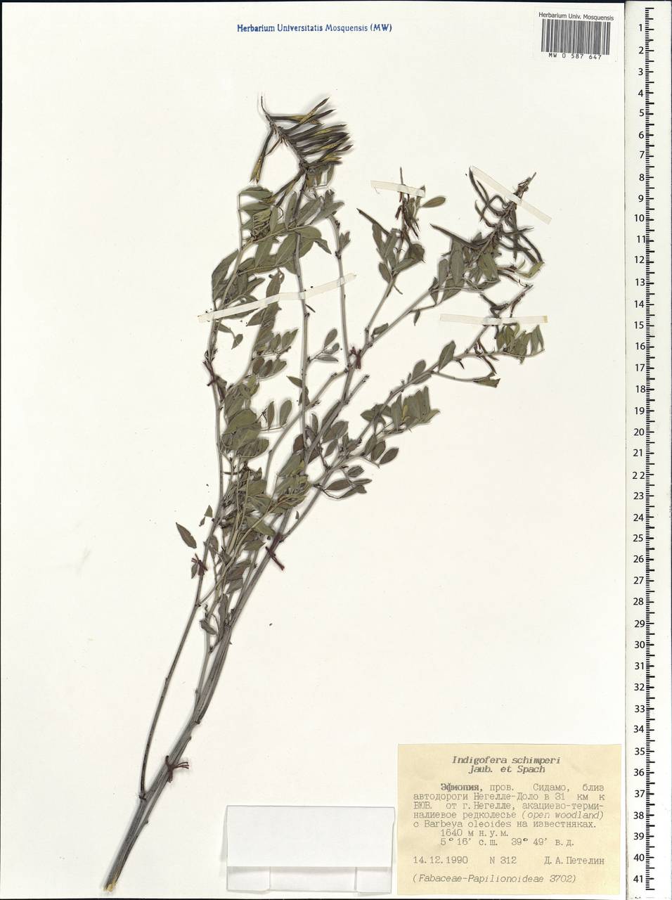 Indigofera schimperi Jaub. & Spach, Africa (AFR) (Ethiopia)