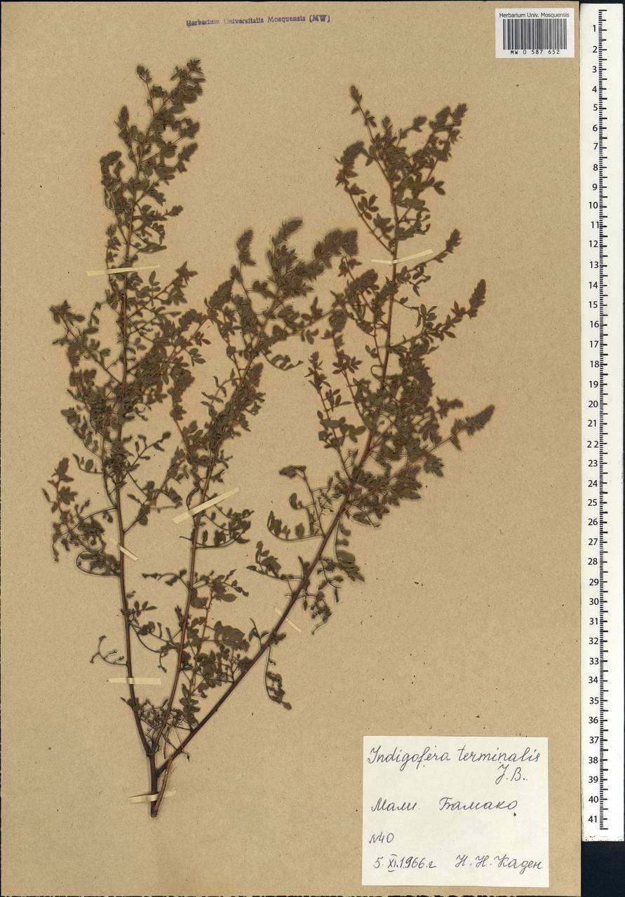Indigofera terminalis Baker, Africa (AFR) (Mali)