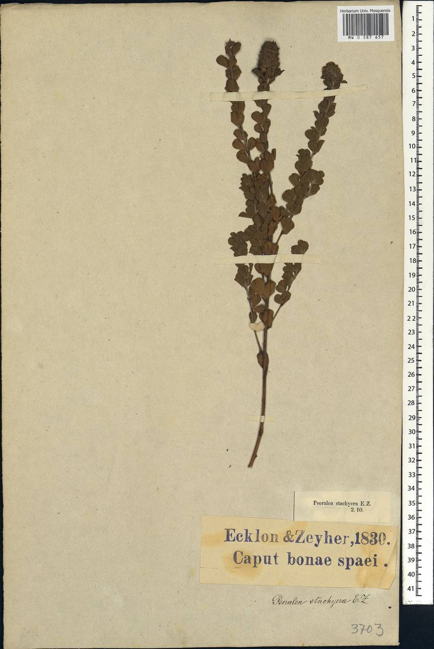 Otholobium stachyerum (Eckl. & Zeyh.)C.H.Stirt., Africa (AFR) (South Africa)