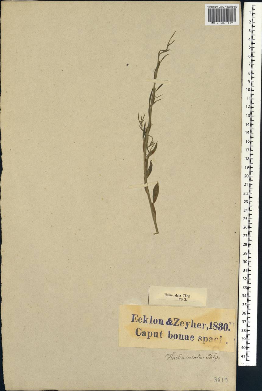 Psoralea alata (Thunb.)T.M.Salter, Africa (AFR) (South Africa)