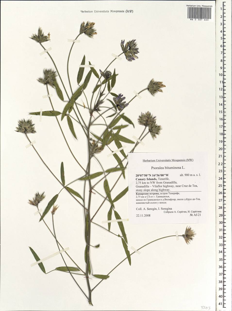 Bituminaria bituminosa (L.)C.H.Stirt., Africa (AFR) (Spain)