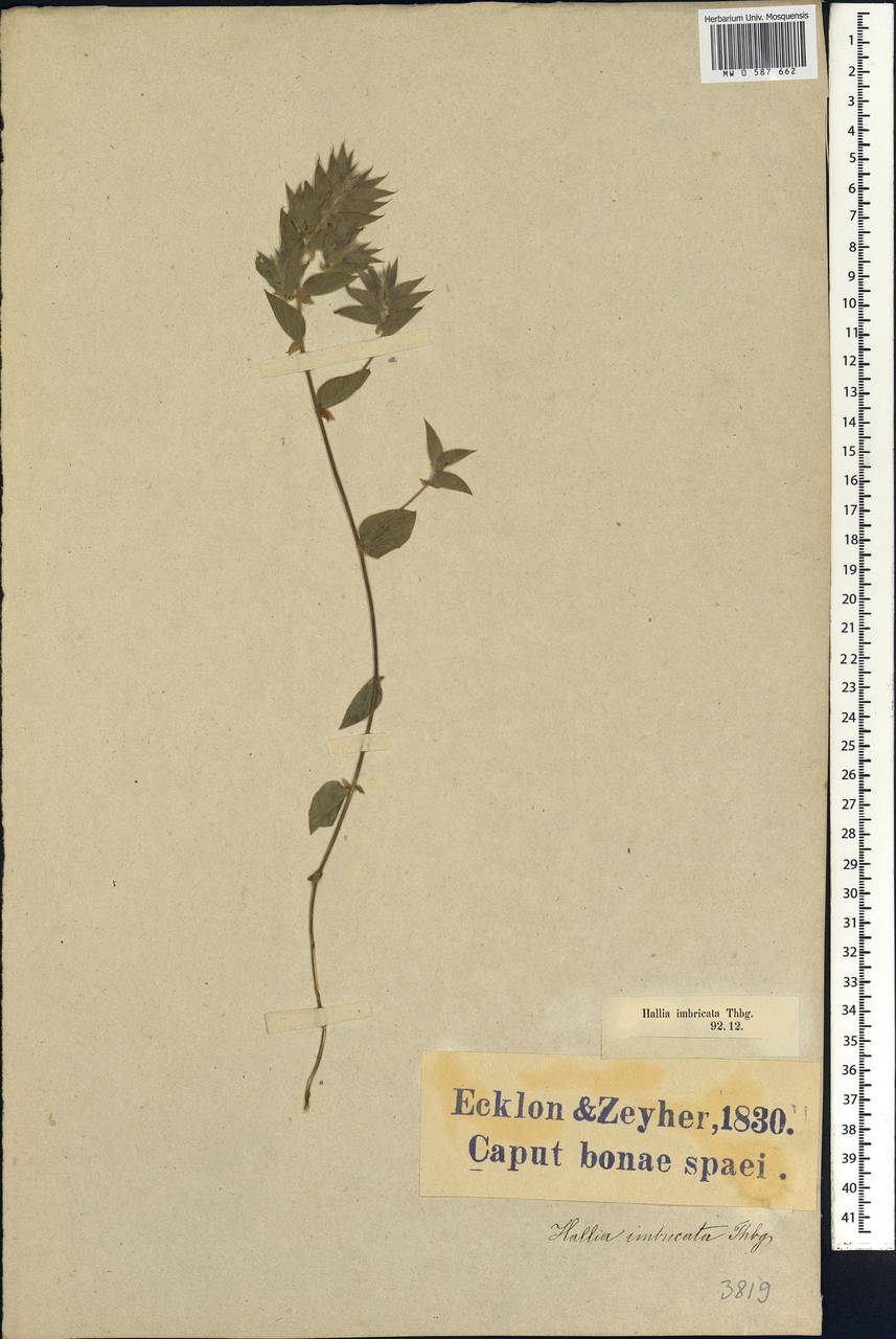 Psoralea imbricata (L.f.)T.M.Salter, Africa (AFR) (South Africa)