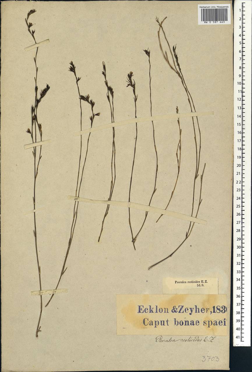 Psoralea restioides Eckl. & Zeyh., Africa (AFR) (South Africa)